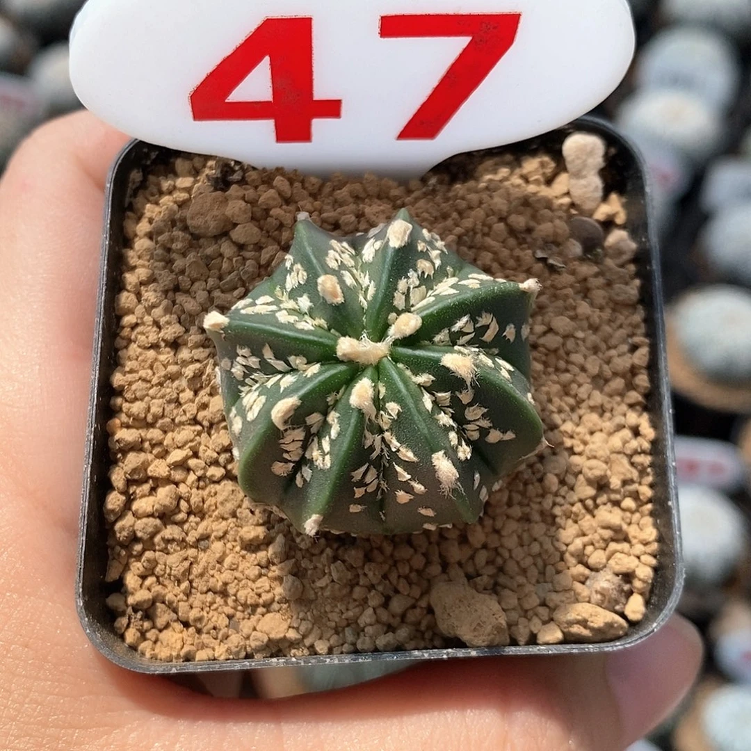 47栾凤兜系列产品