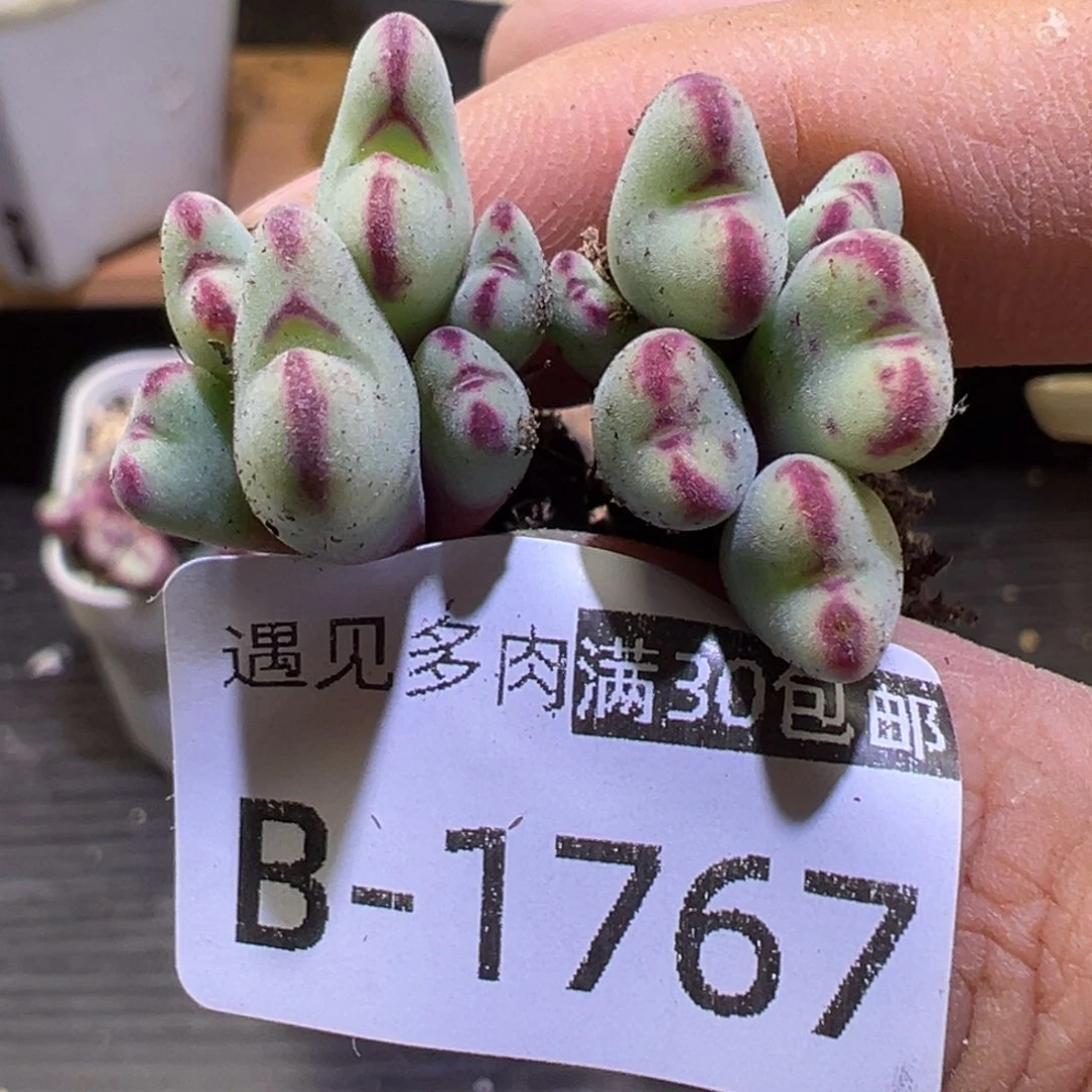 多肉植物111111111111111