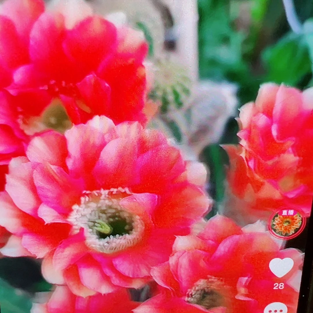 丽花 38侧芽 满20包邮