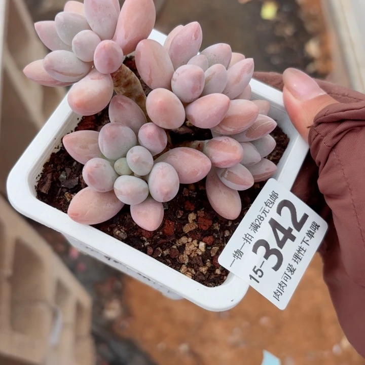 汤圆无盆土发货多肉多肉无