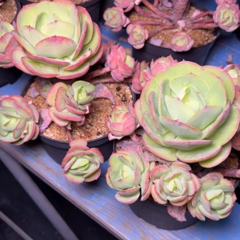 ****宝多肉植物的植物形态