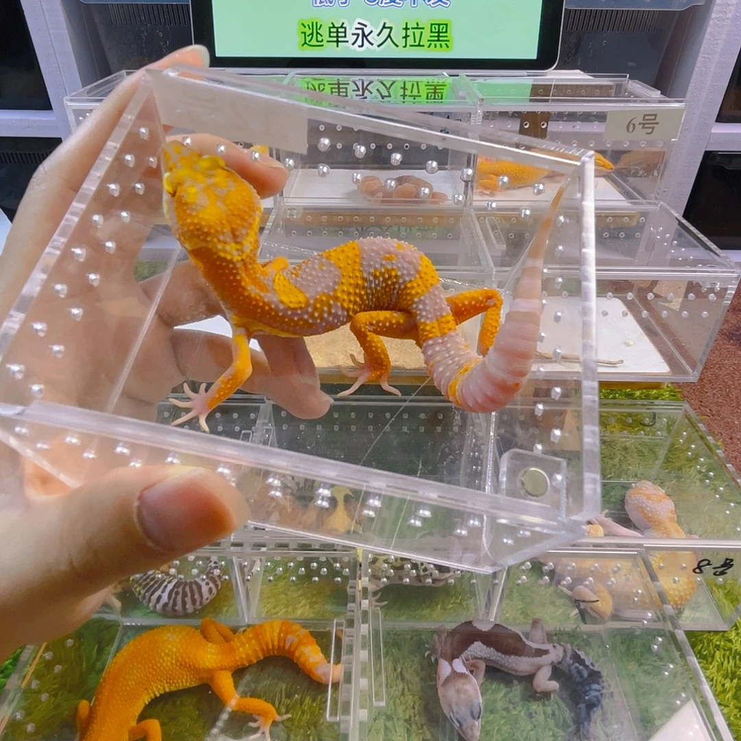 豹纹守宫守宫可爱好看可爱