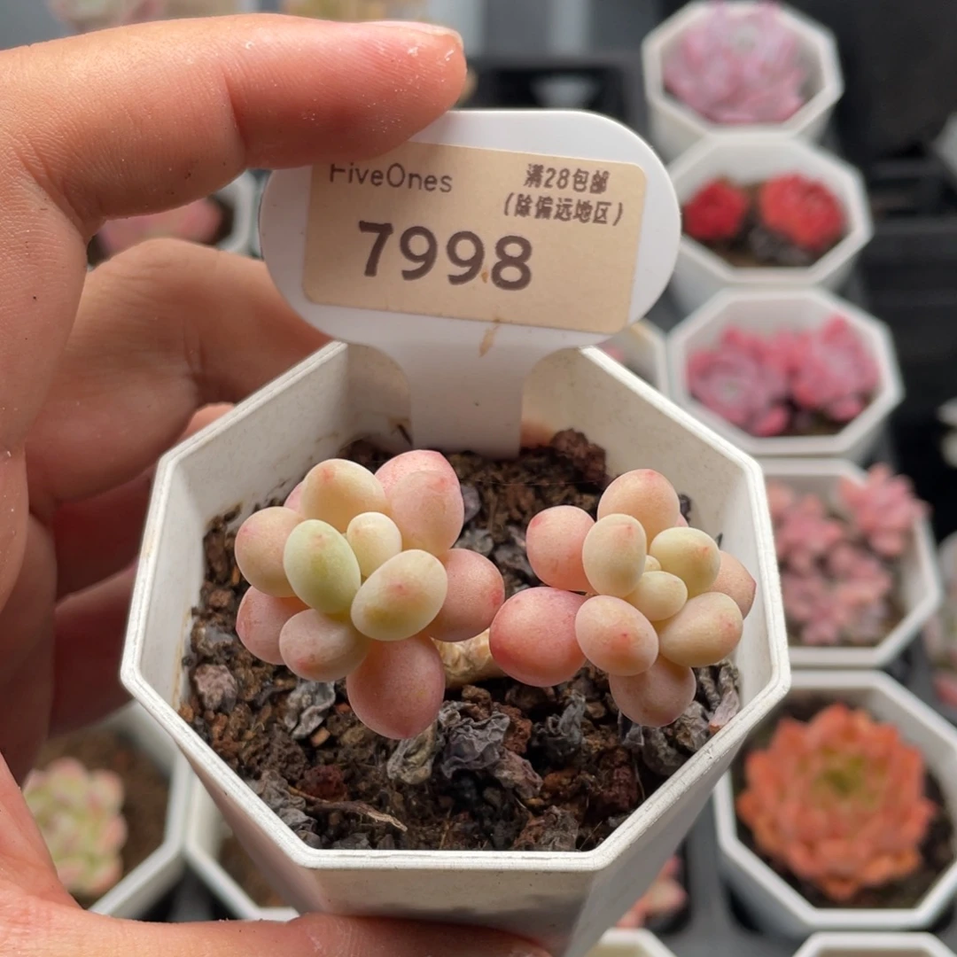 鱼子酱7998-5厘米