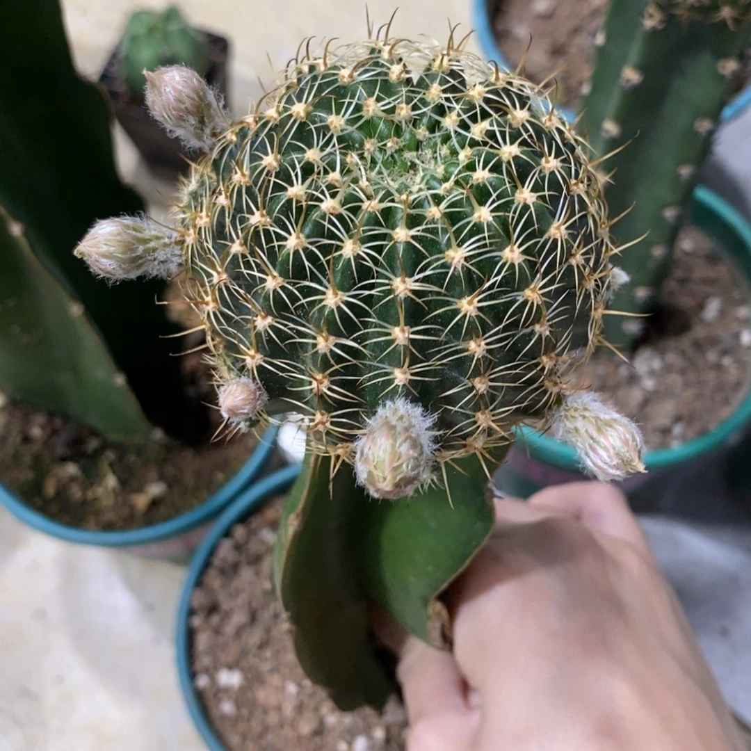 新品丽花L39母本带崽一物一拍2