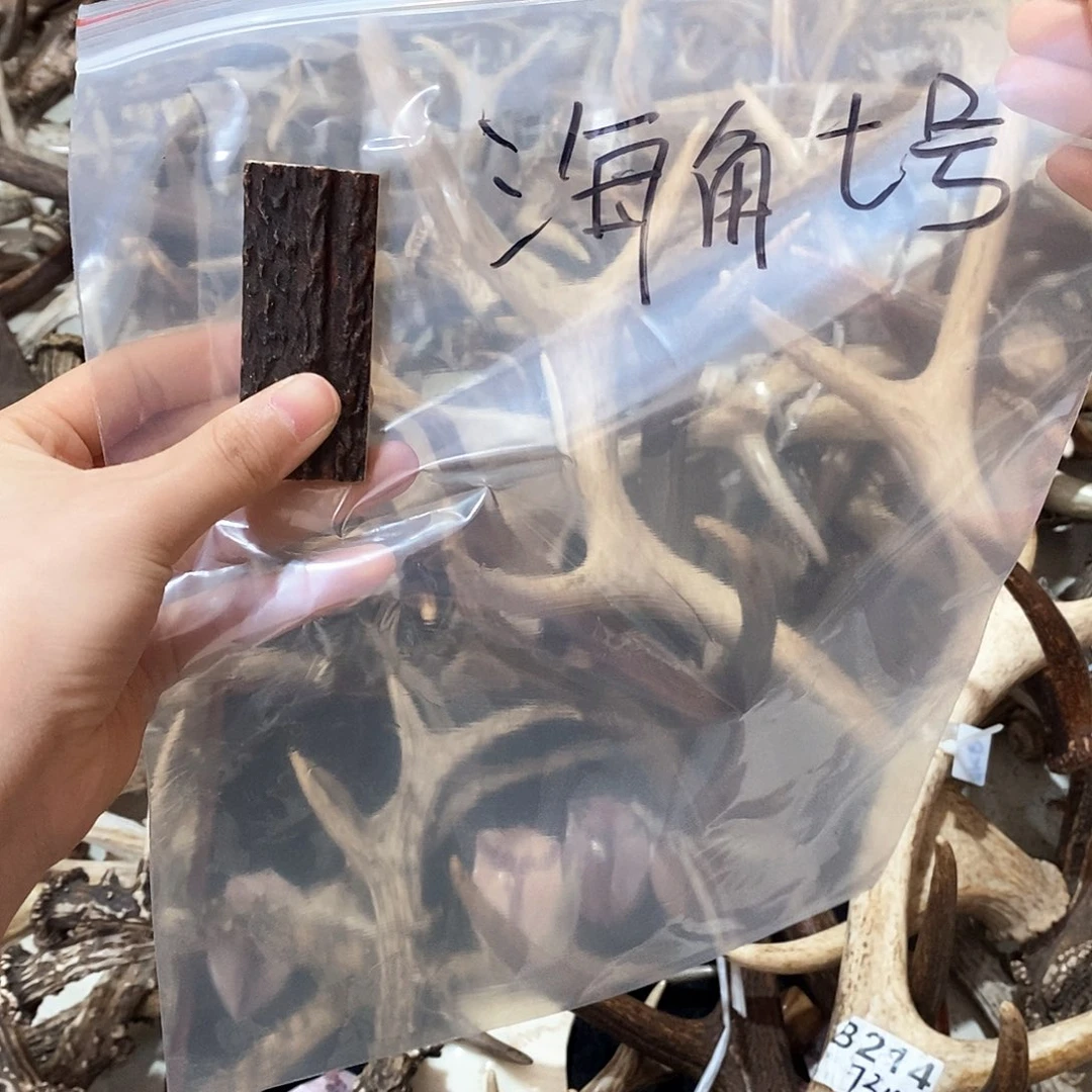 海**号鹿角鹿角鹿角鹿角鹿角