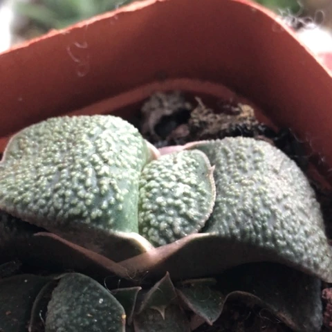 特疣军配蜗牛蜗牛