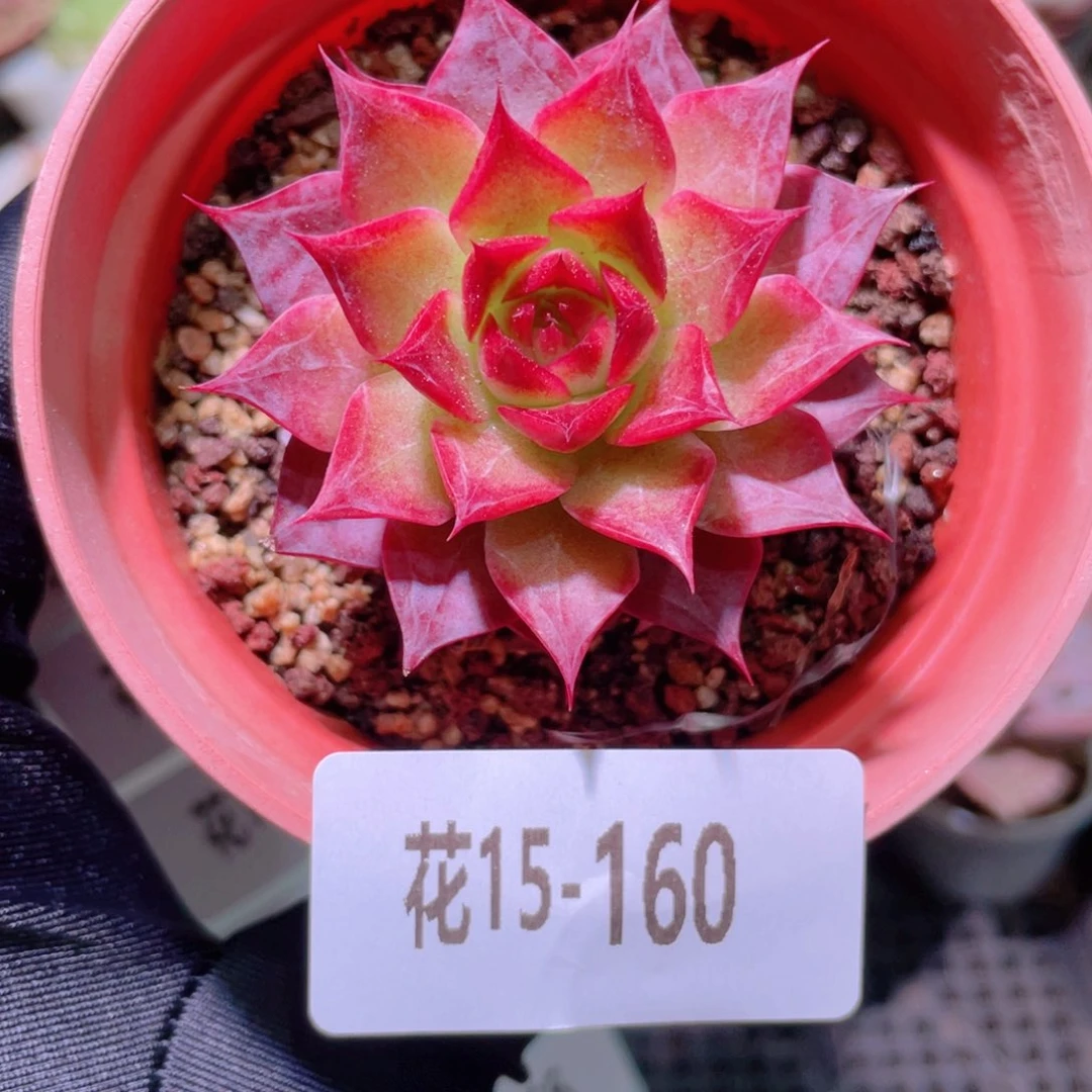 花利美15-160小海螺