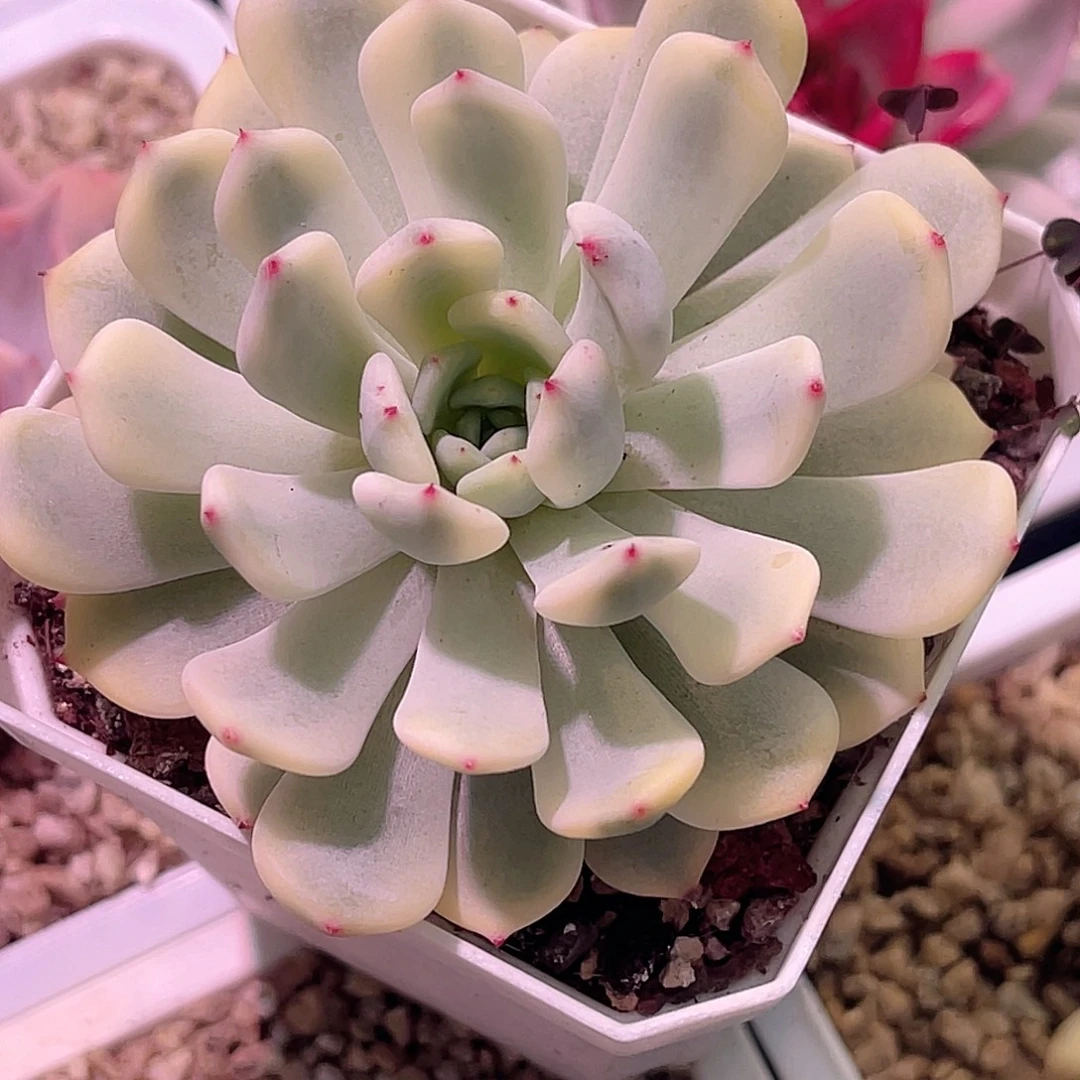 尚品园艺福利比安特雪爪锦