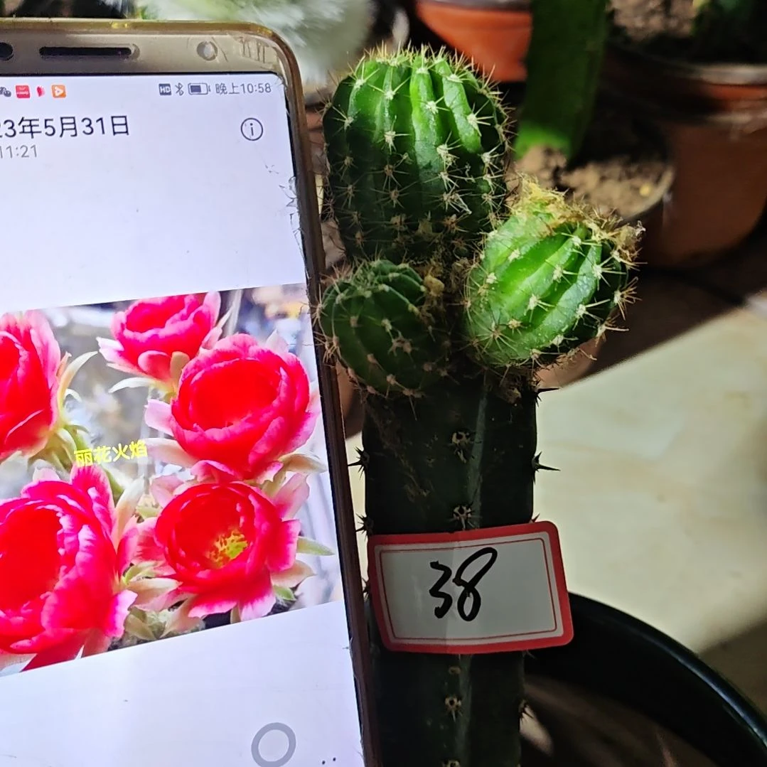 火焰秀普嫁接福38