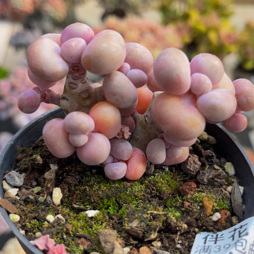121腰子桃蛋5cm多肉植物有砍