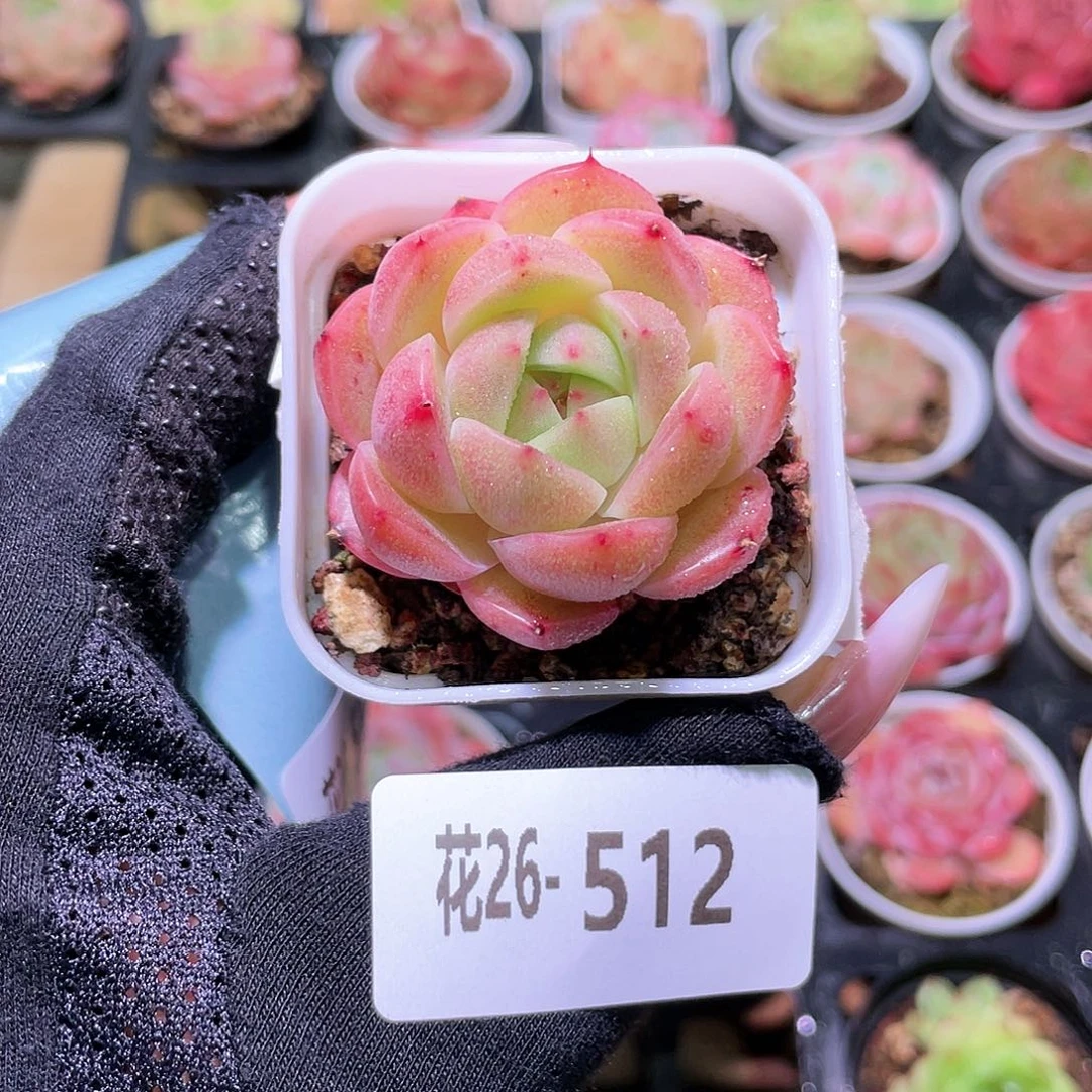 花利美26-512新品