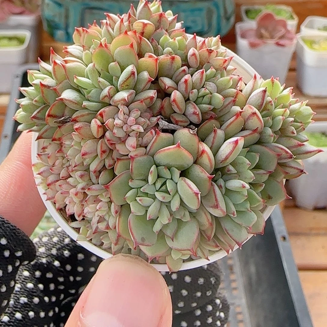 多肉0729-33甜茶甜茶