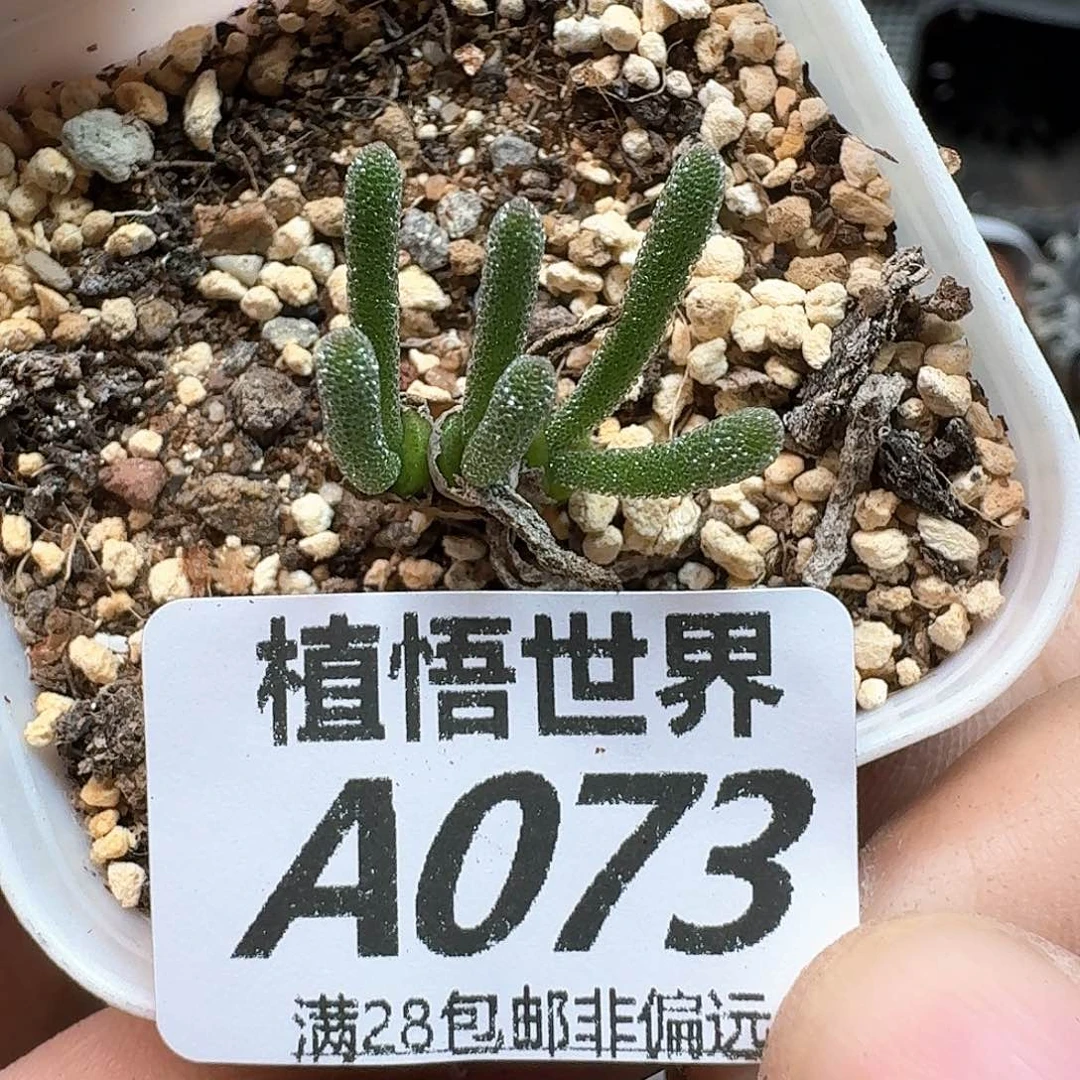 多肉植物的人生fgbb