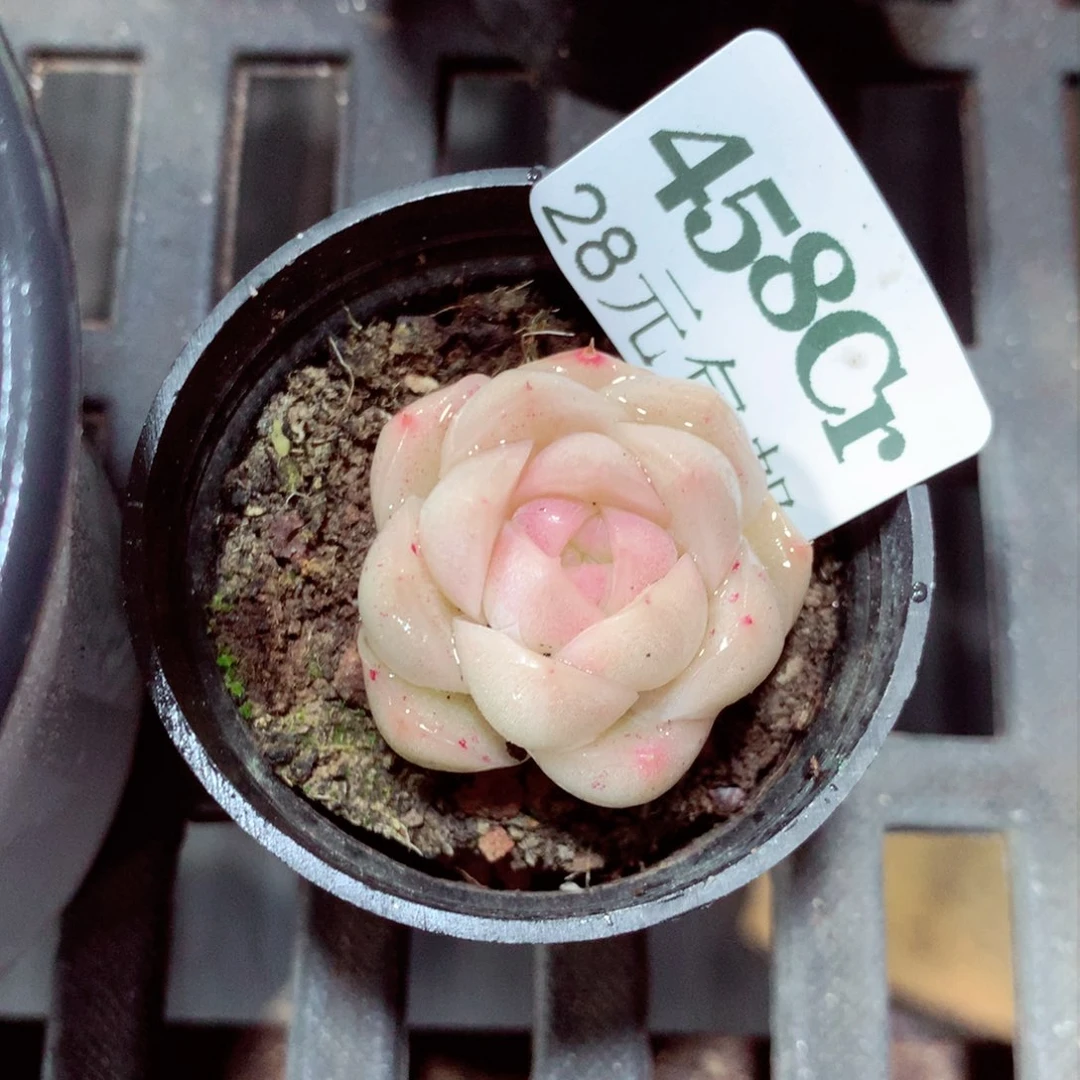 5厘米盆精控多肉458