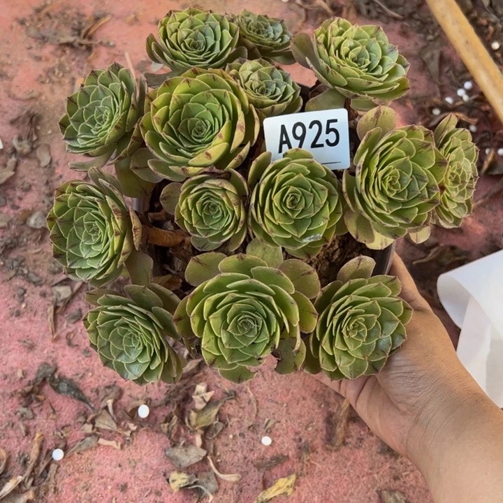万拉丝多肉植物925.