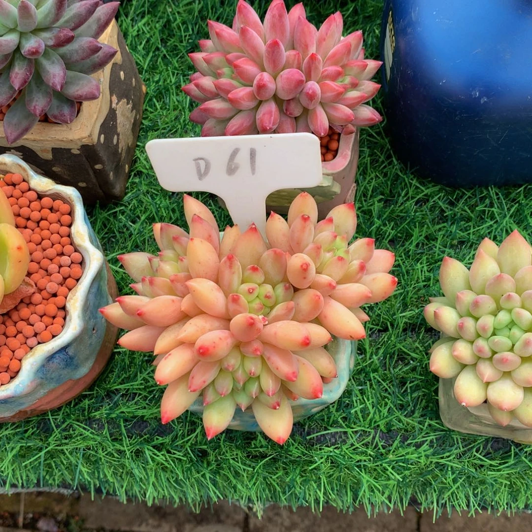 安****燕子多肉植物啊3737373737
