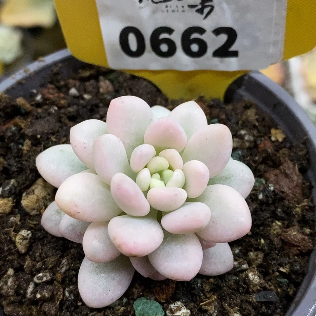 662鱼子酱头盖哈哈哈哈哈