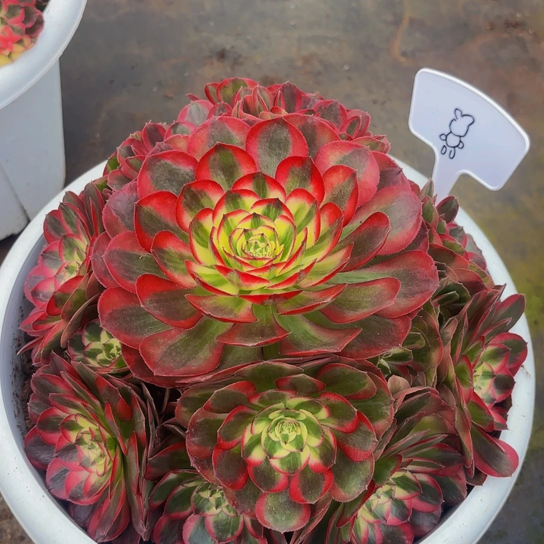 D****鸿运多肉植物一颗