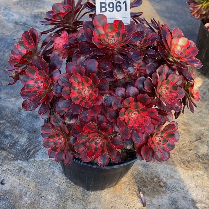 吖*多肉法师香奈儿961