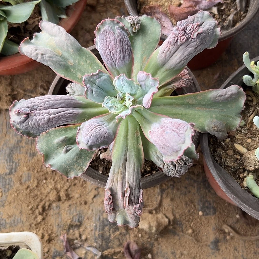 多肉植物狂野男爵