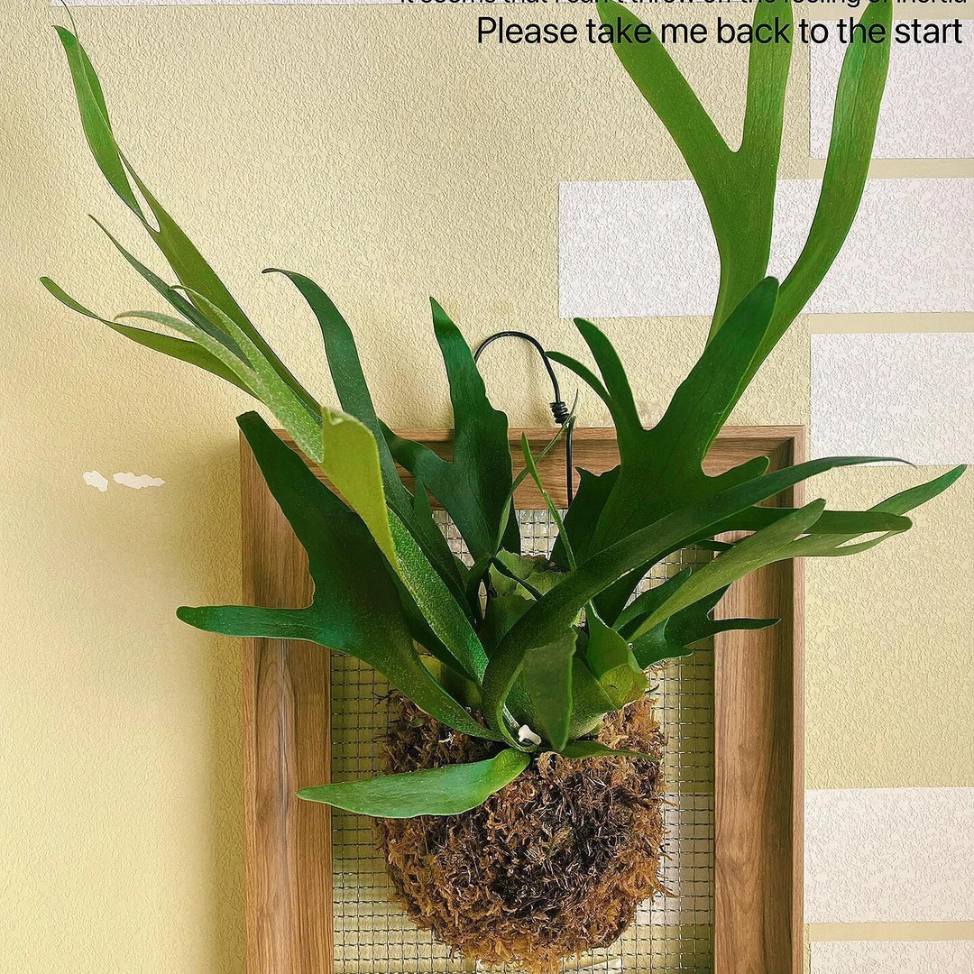 二歧鹿角蕨室内悬挂绿植苔藓蕨类盆栽空气净化壁挂装饰