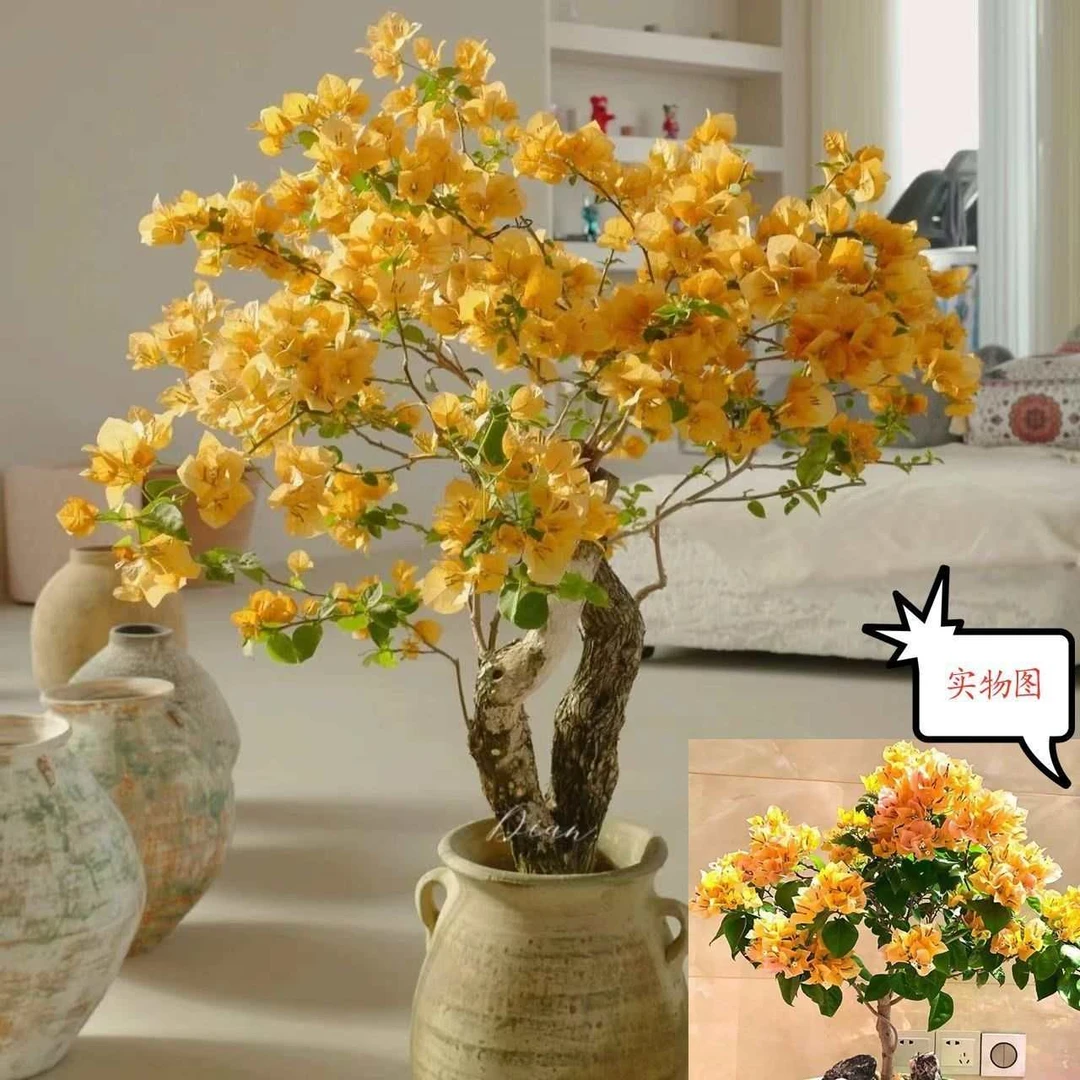 【加州黄】三角梅绿叶樱花盆栽四季开花好活运输会掉花落叶介意勿拍