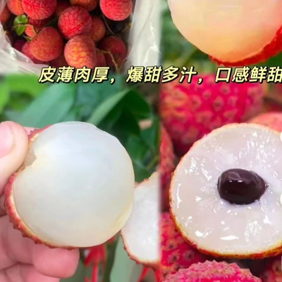 桂味荔枝一件约5斤广东省