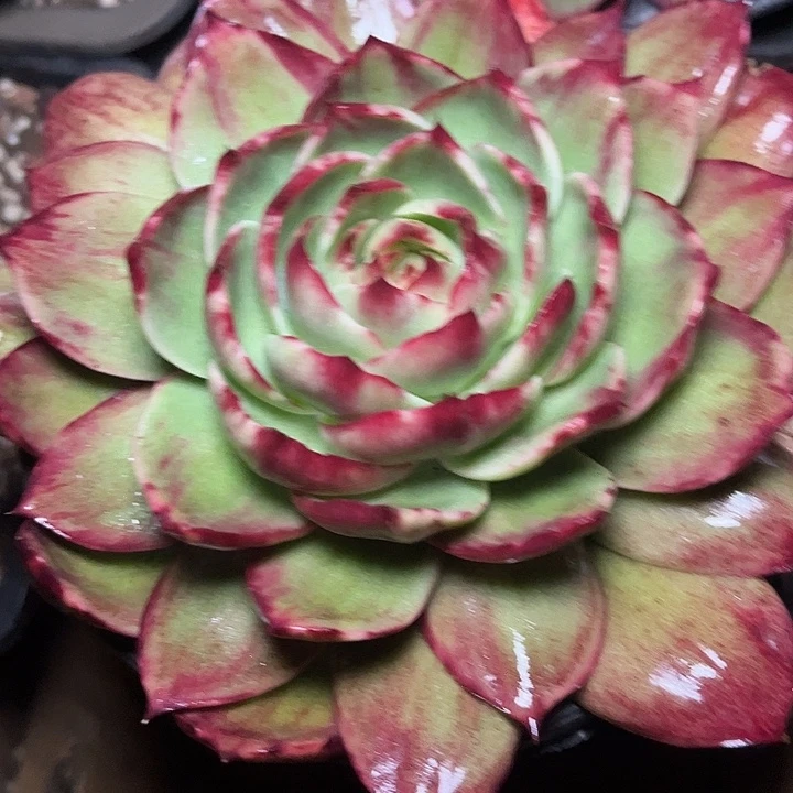 健***赢惊鸿仙子多肉植物8807