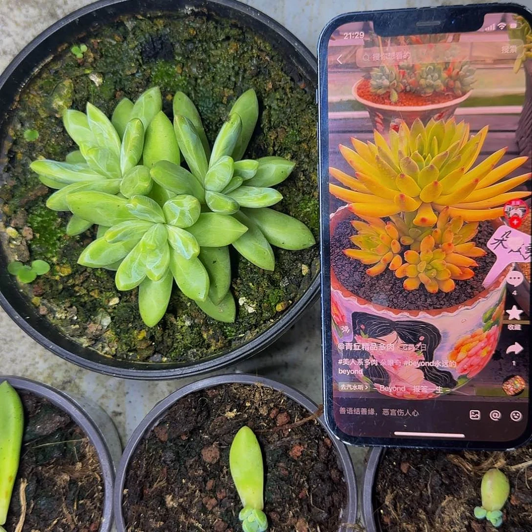 朵唯奇 3头 一物一拍
