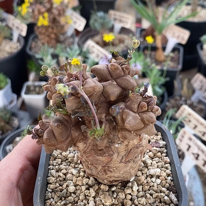 654蛮鬼塔一一一一一一一