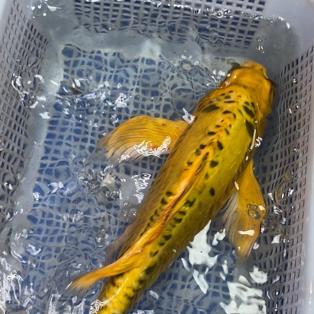 锦鲤冷水锦鲤包邮