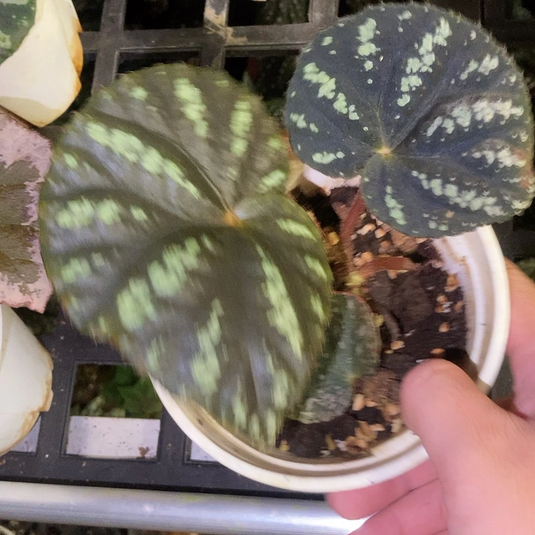 北约秋海棠一物一拍