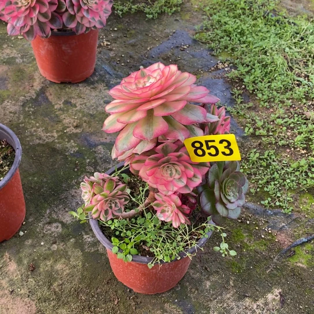 玲****园青城多肉法师853有砍