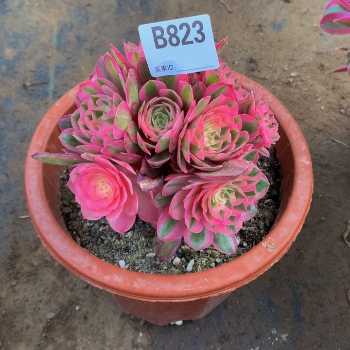 全部花朵甘*?823倾城