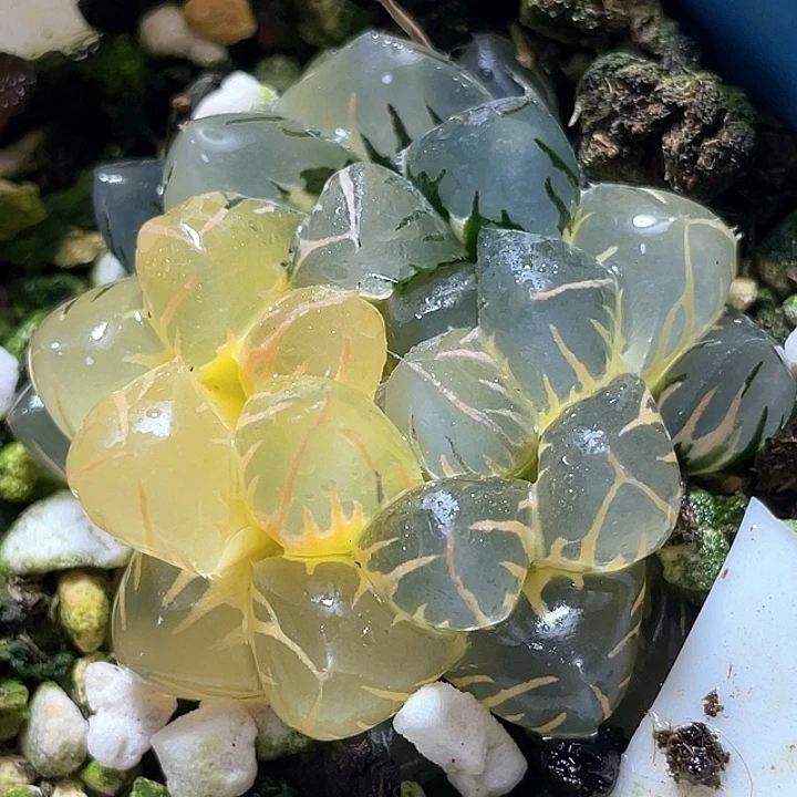 1000水中月锦特选福利