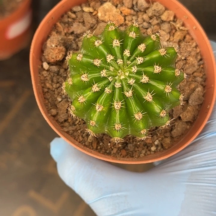 雅森507号自根球5公分左右