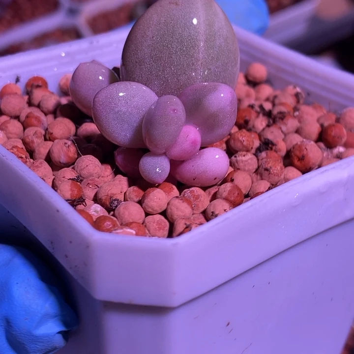 瓷白蛋黄锦多肉植物