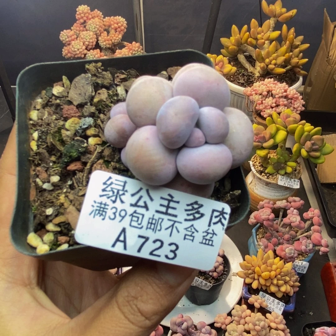 723芭比奶多肉4c m