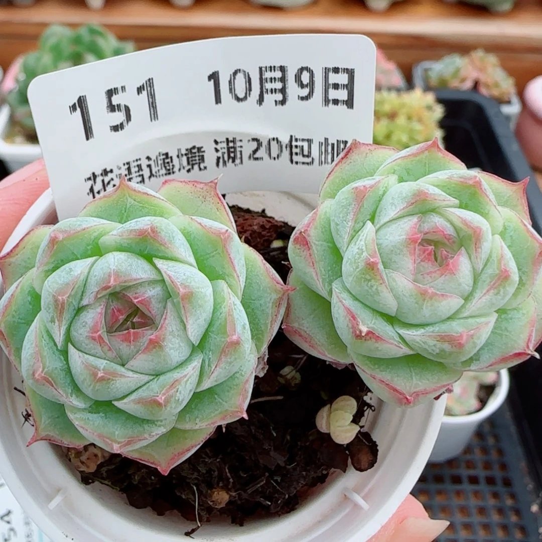 花语逸镜1009-151女王