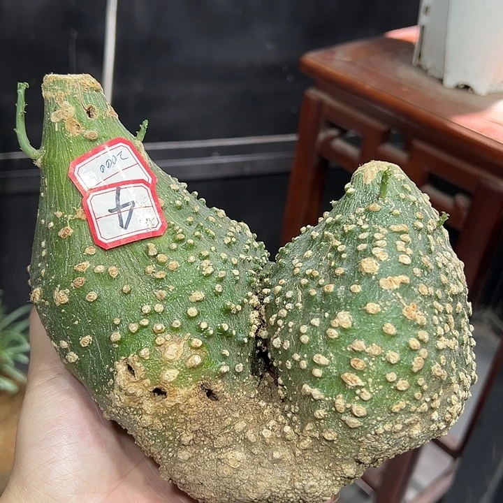 4双头球腺蔓生桩爆瘤特价