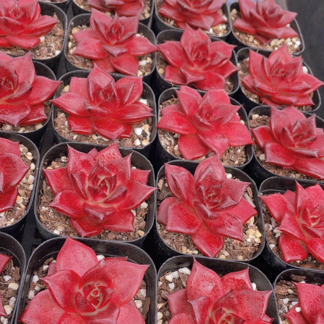 量拍35号 血色罗宾单头一个