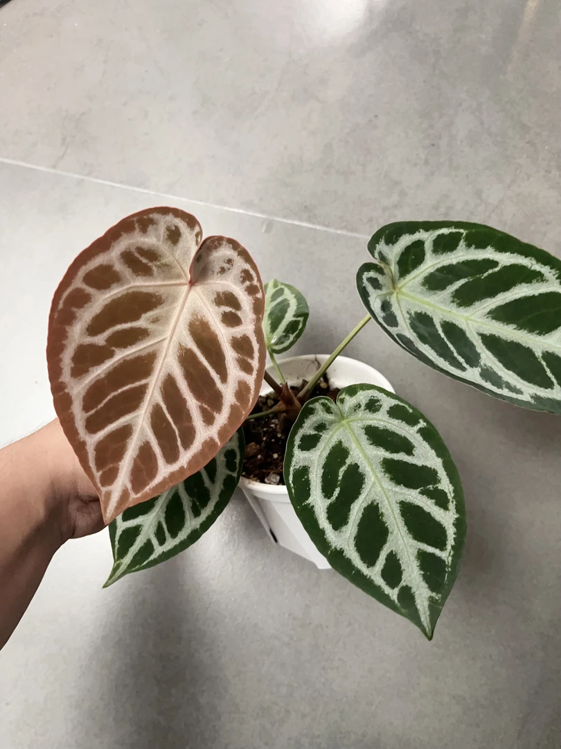 【红水晶 x 腮红 2】天南星科 热带植物