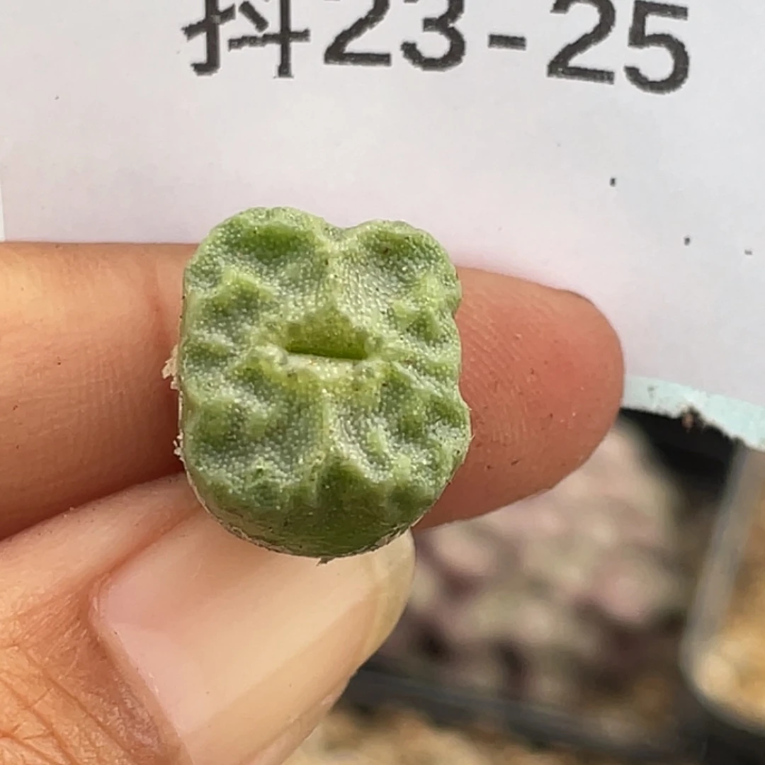 23-25烧麦多肉植物