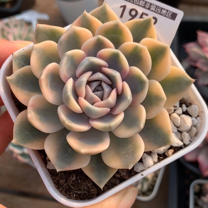 无花朵汉堡锦多肉1952