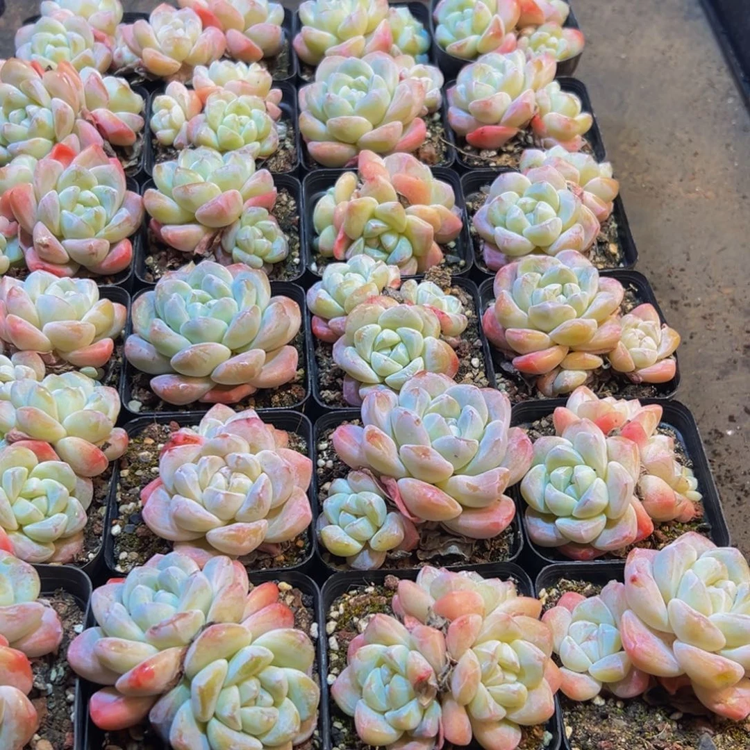 我***）354多肉葡萄的味道是