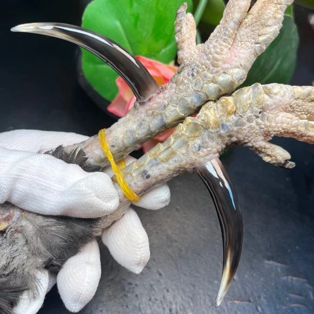 沉醉骨艺鸡爪骨粗蹬黑弯钩一对