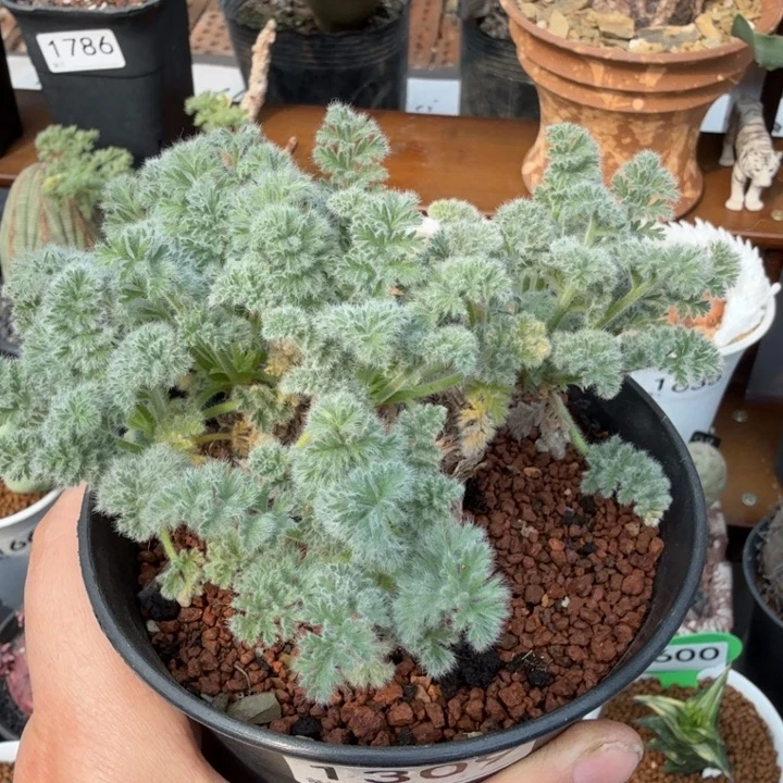 老桩羽叶洋葵1309 （满28包邮）