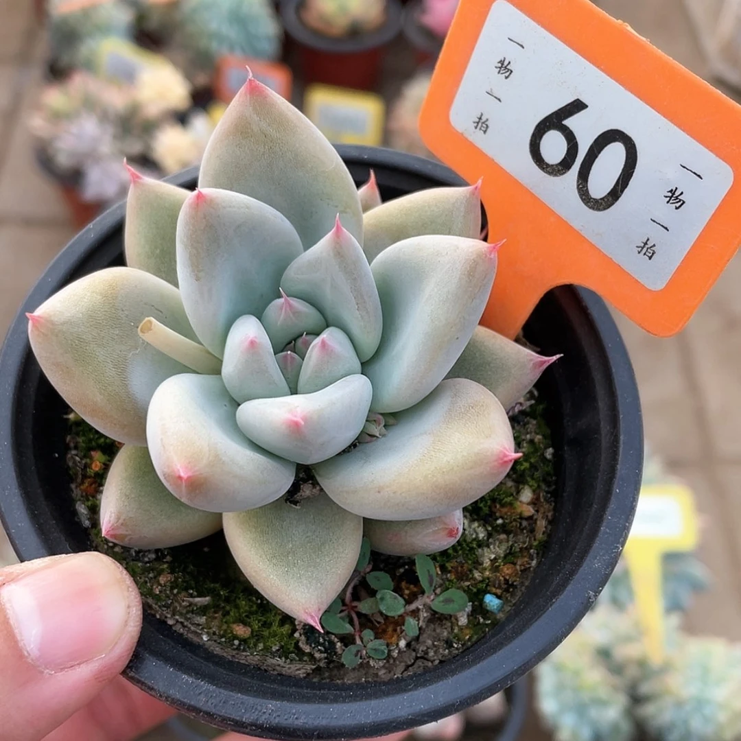【闪购商品】60号的