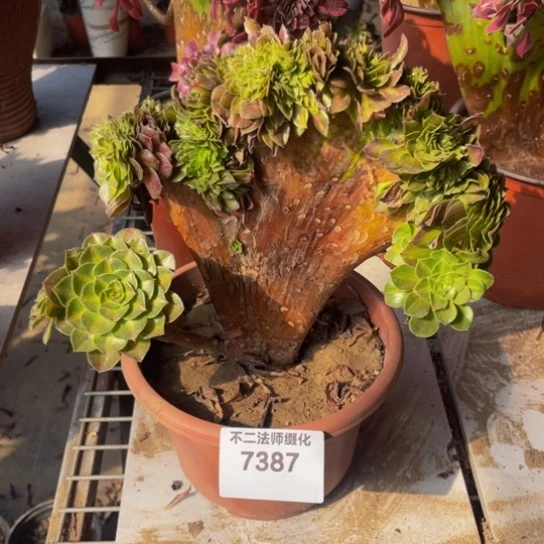 7387，抹茶缀瑕疵包邮