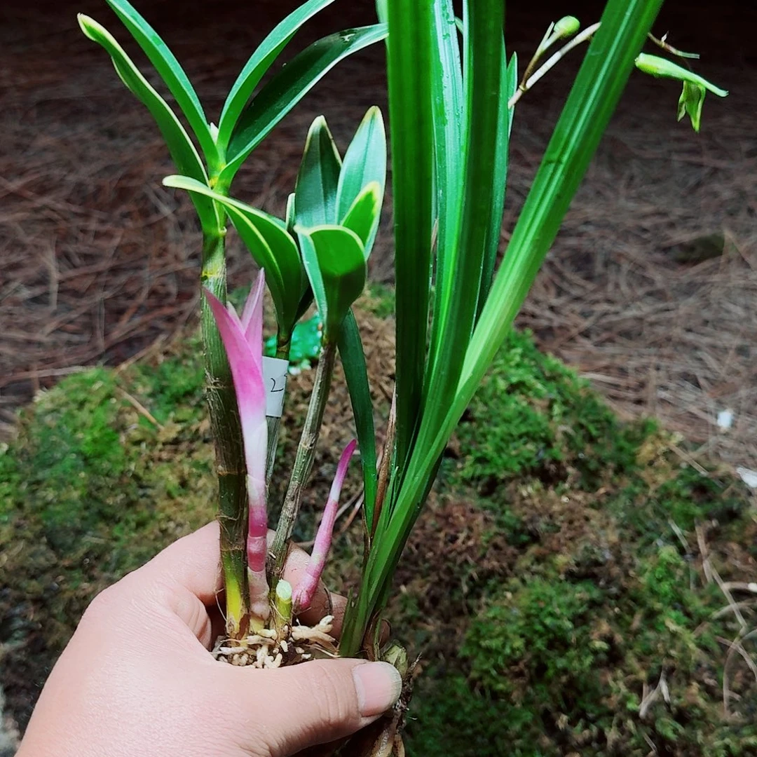完全开放两个一起打包，谢谢五星好评！